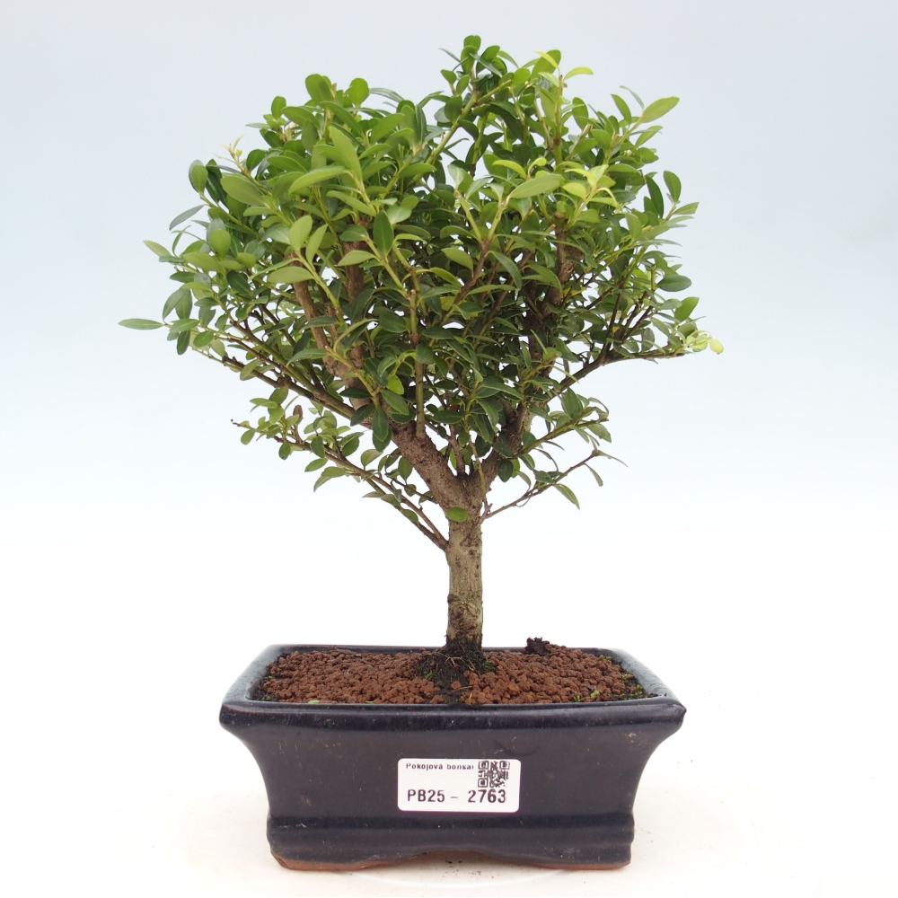 Szobai bonsai - Ilex crenata - Holly