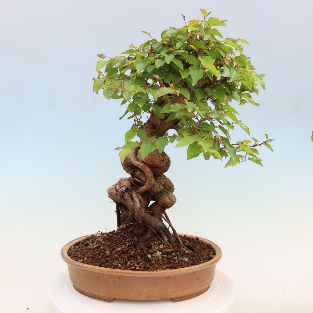 Kültéri bonsai -Carpinus Coreana - Koreai gyertyánfa