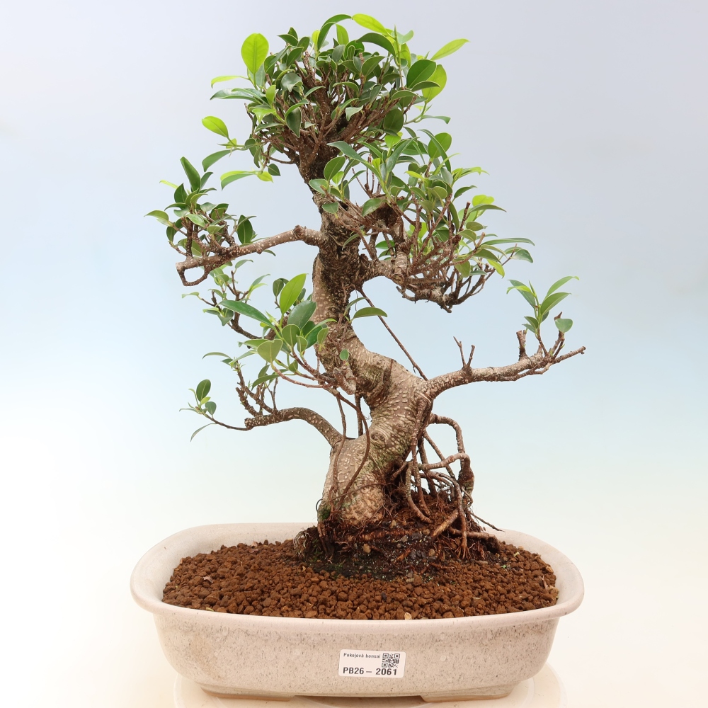 Szobai bonsai - Ficus kimmen - kislevelű fikusz
