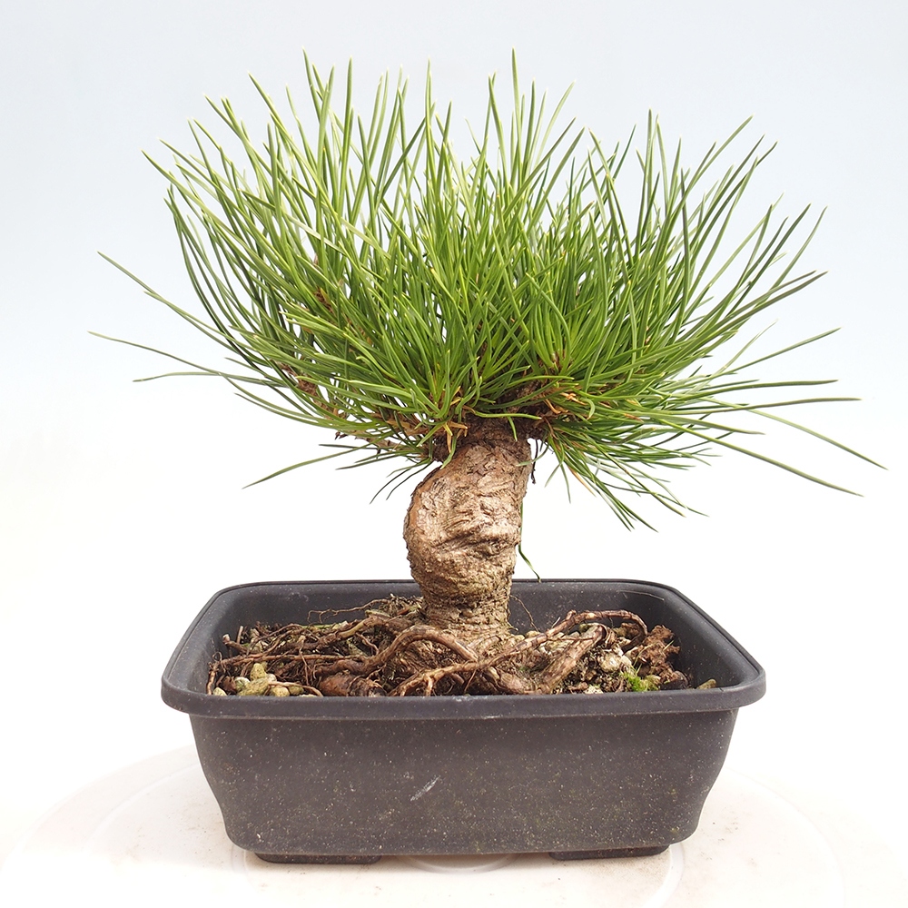 Kültéri bonsai - Pinus thunbergii - Thunberg fenyő