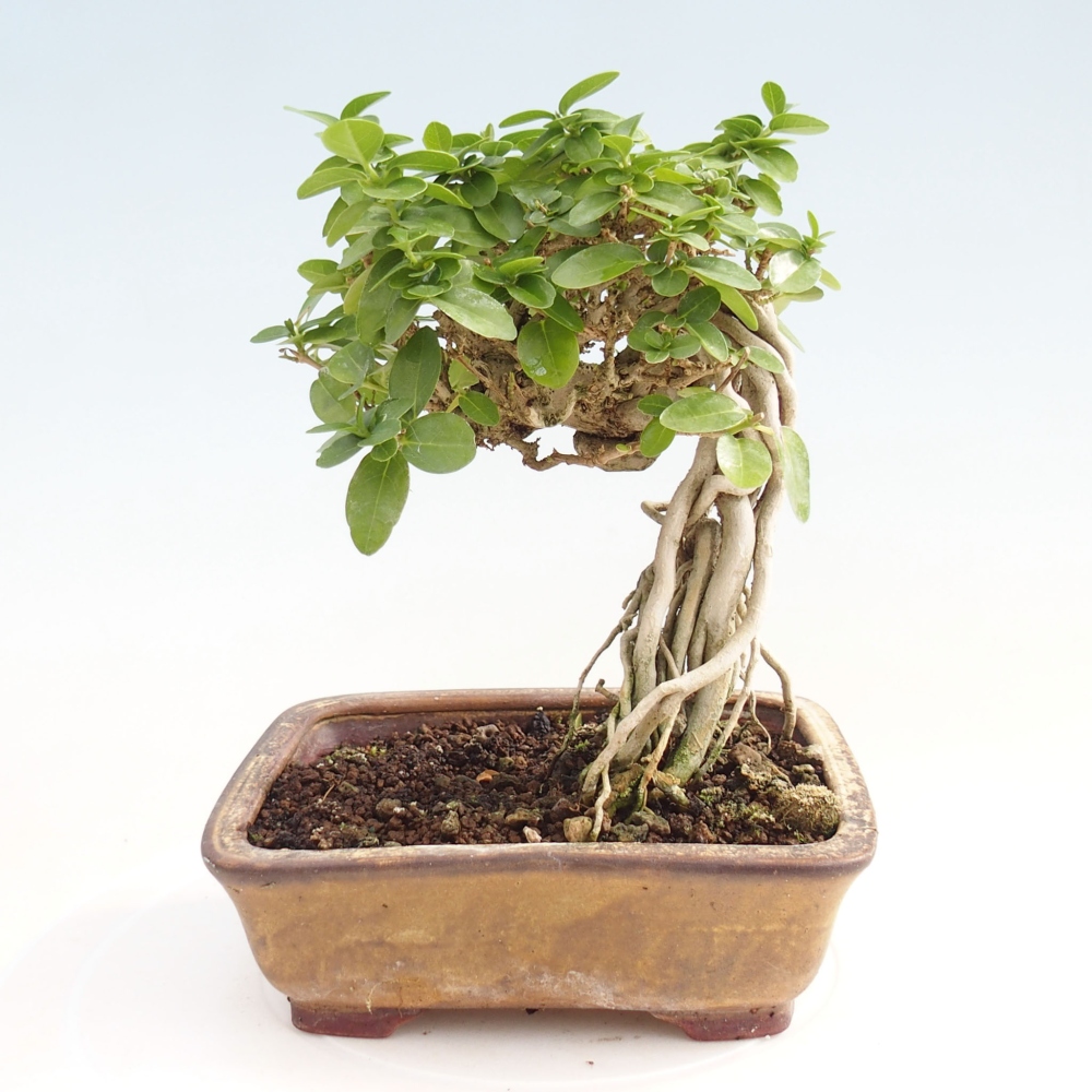 Beltéri bonsai - Premna serratifolia - Kozlovna malolista