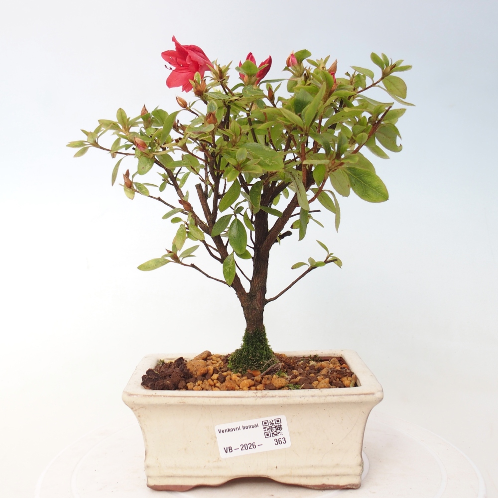 Kültéri bonsai - japán azálea - Azalea sp.