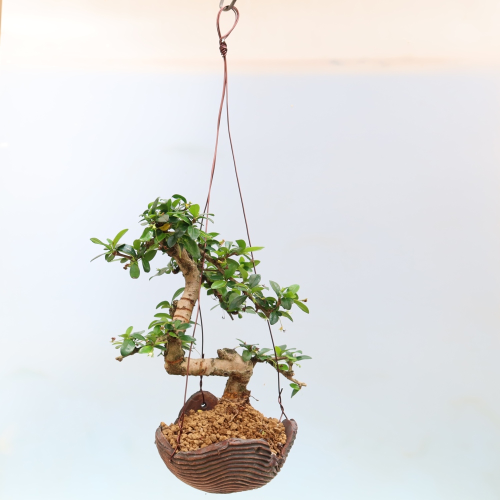 Kokedama kerámiában - Tea-fuki - Carmona macrophylla
