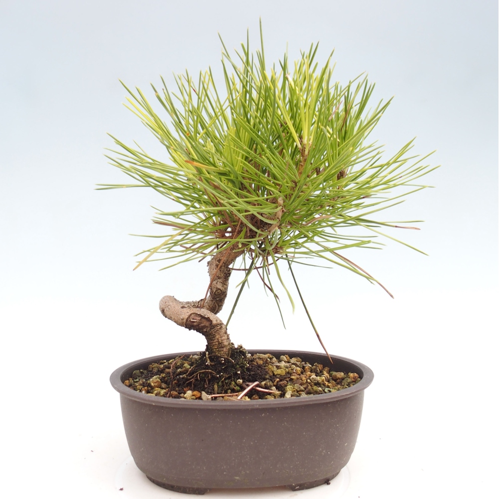 Kültéri bonsai - Pinus thunbergii - Thunberg fenyő
