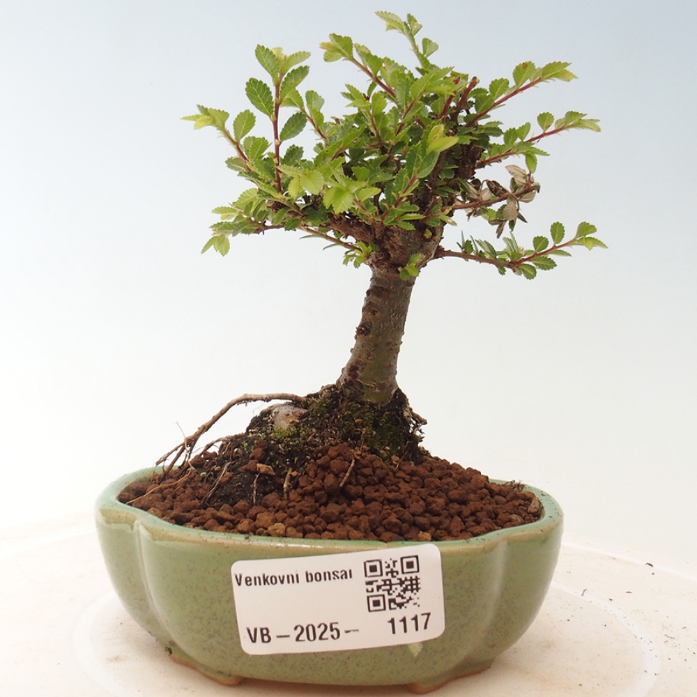 Kültéri bonsai - Ulmus parvifolia Sagei - Kislevelű szilfa