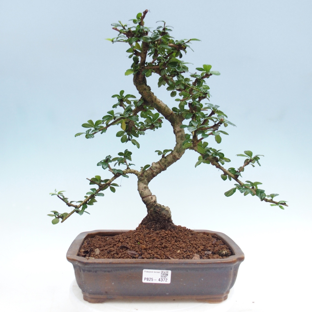 Szobai bonsai - Carmona macrophylla - Tea fuki