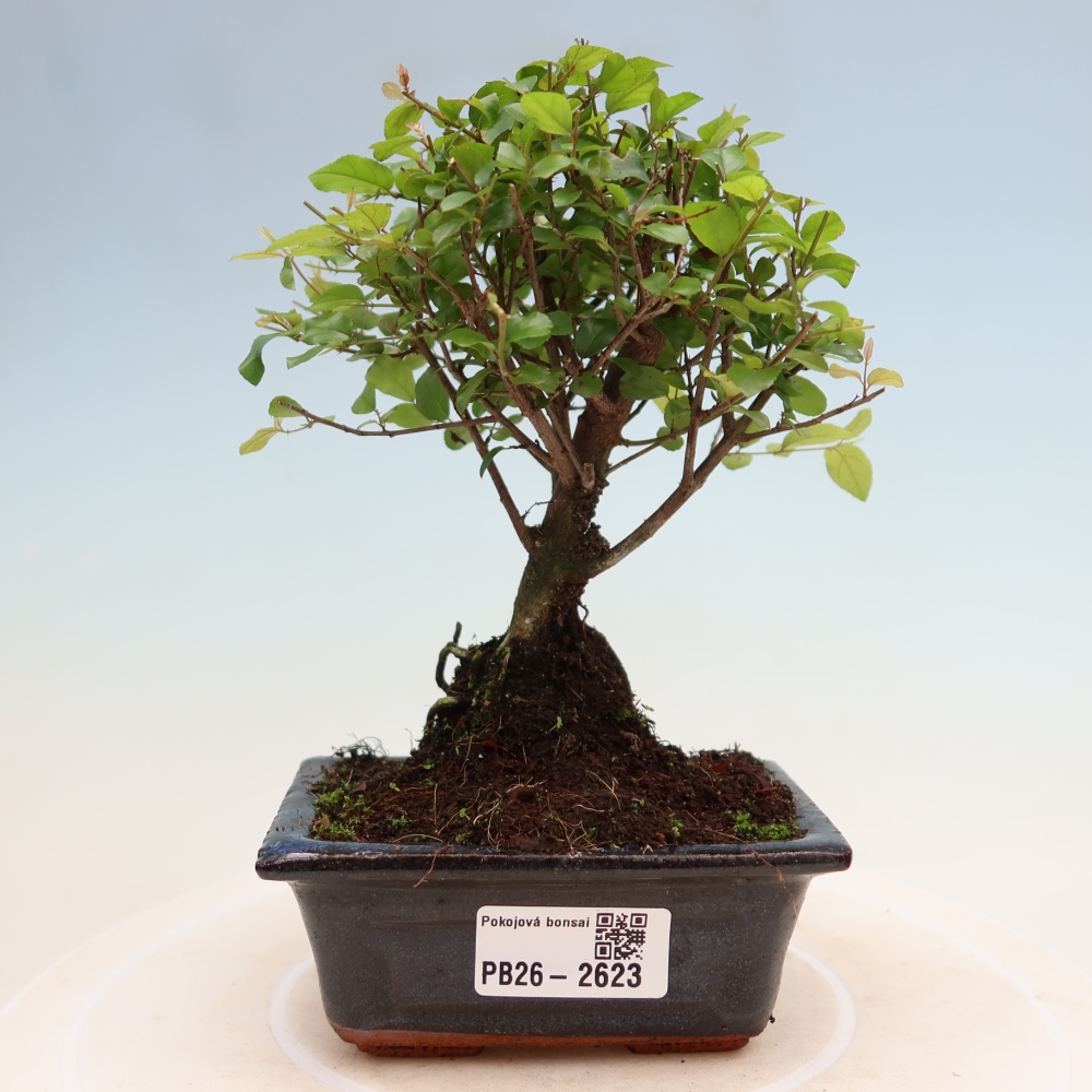 Szobai bonsai - Sageretia thea - Sageretia thea