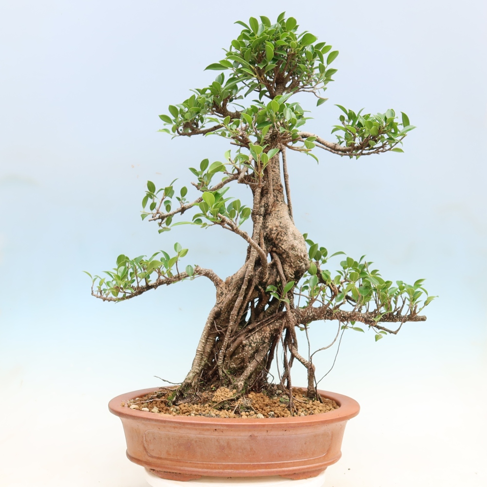 Szobai bonsai - Ficus kimmen - kislevelű fikusz