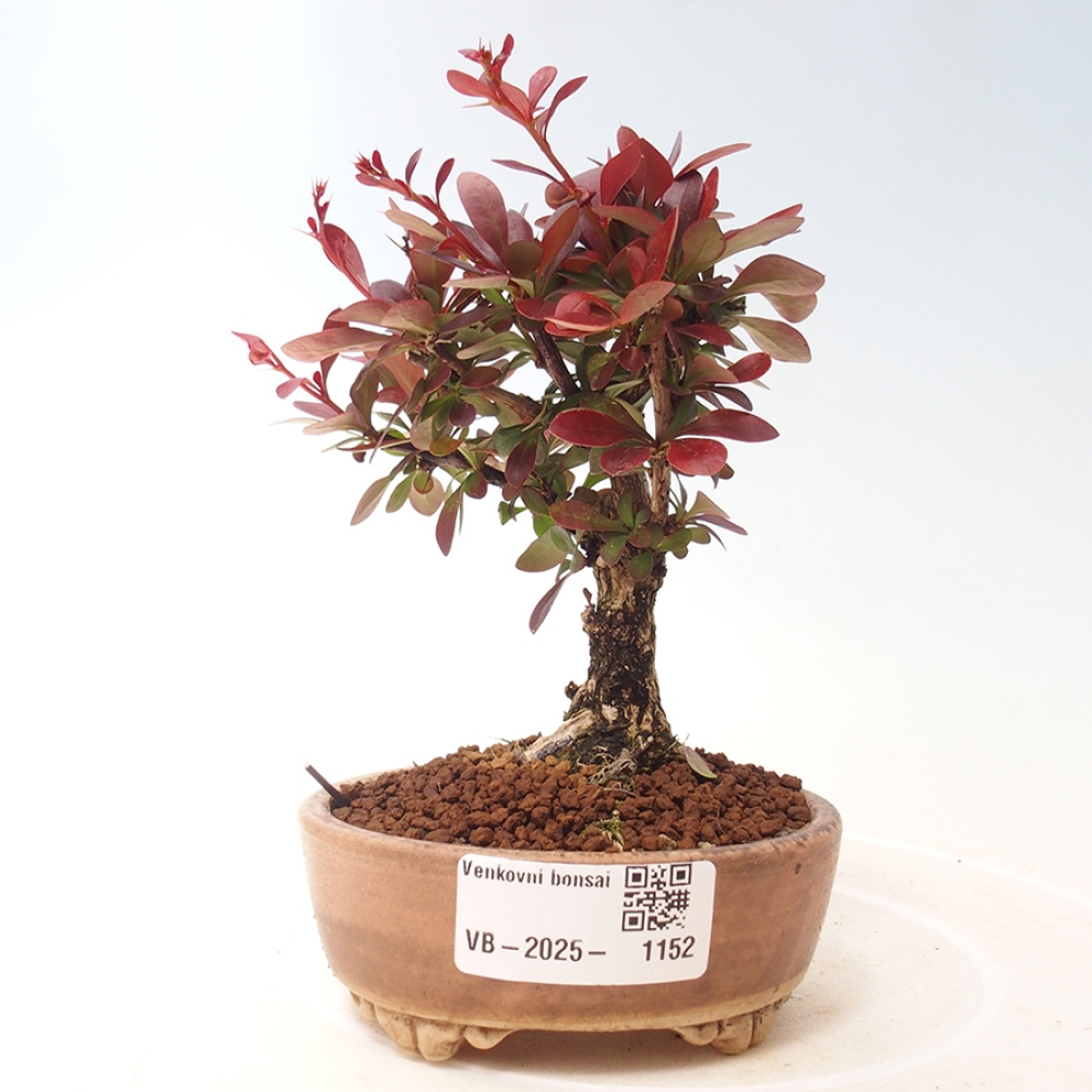 Kültéri bonsai - Berberis thunbergii Kobold