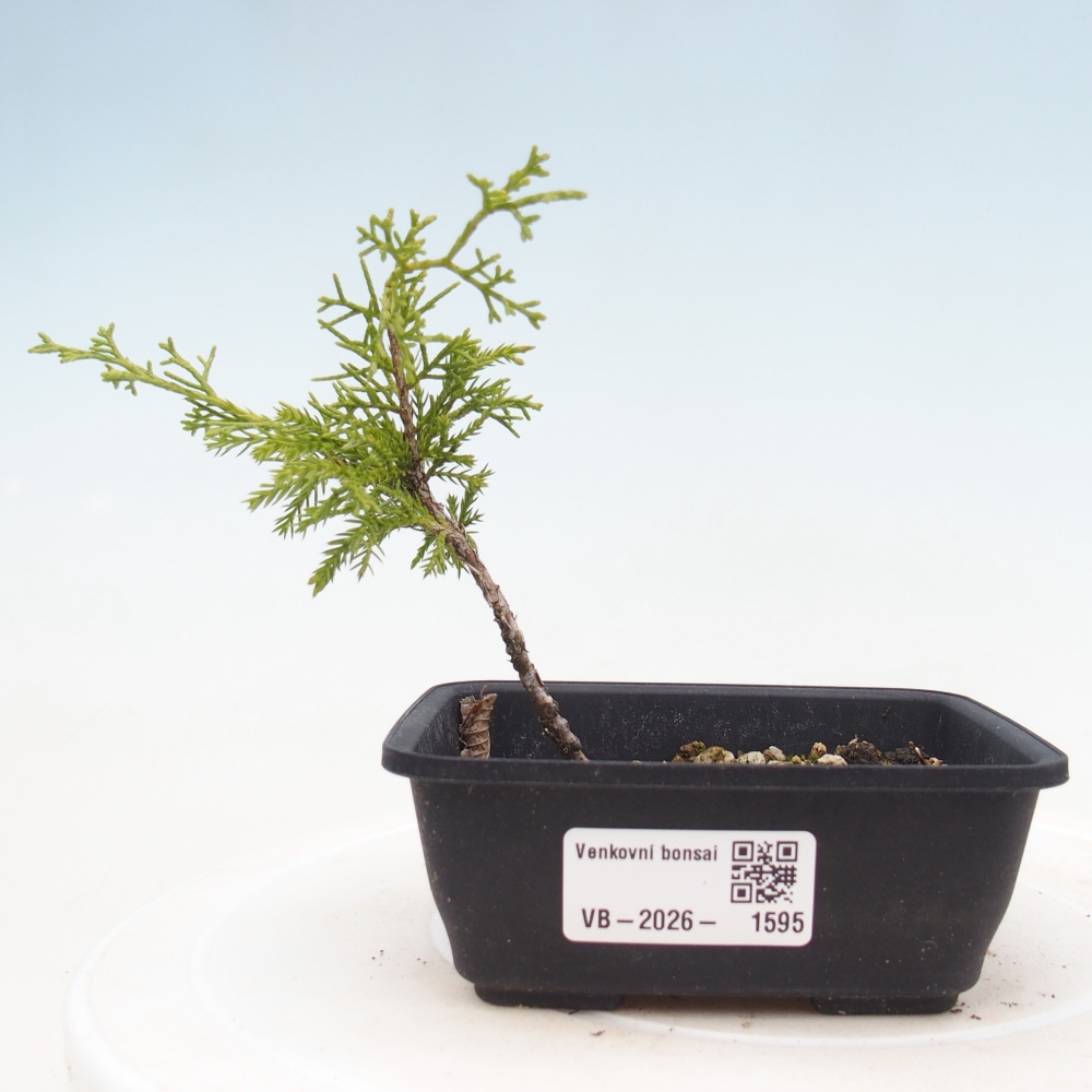 Kültéri bonsai - Juniperus chinensis Itoigawa