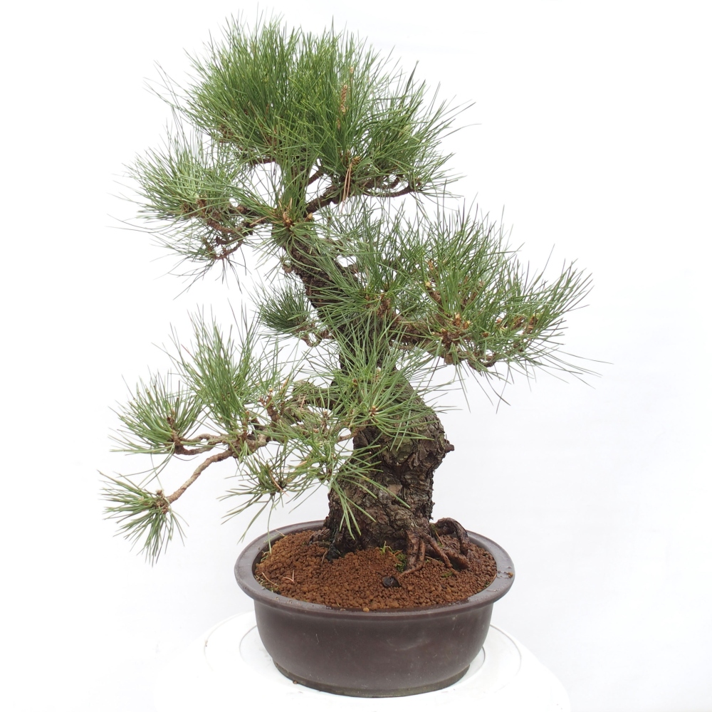 Kültéri bonsai - Pinus thunbergii - Thunberg fenyő