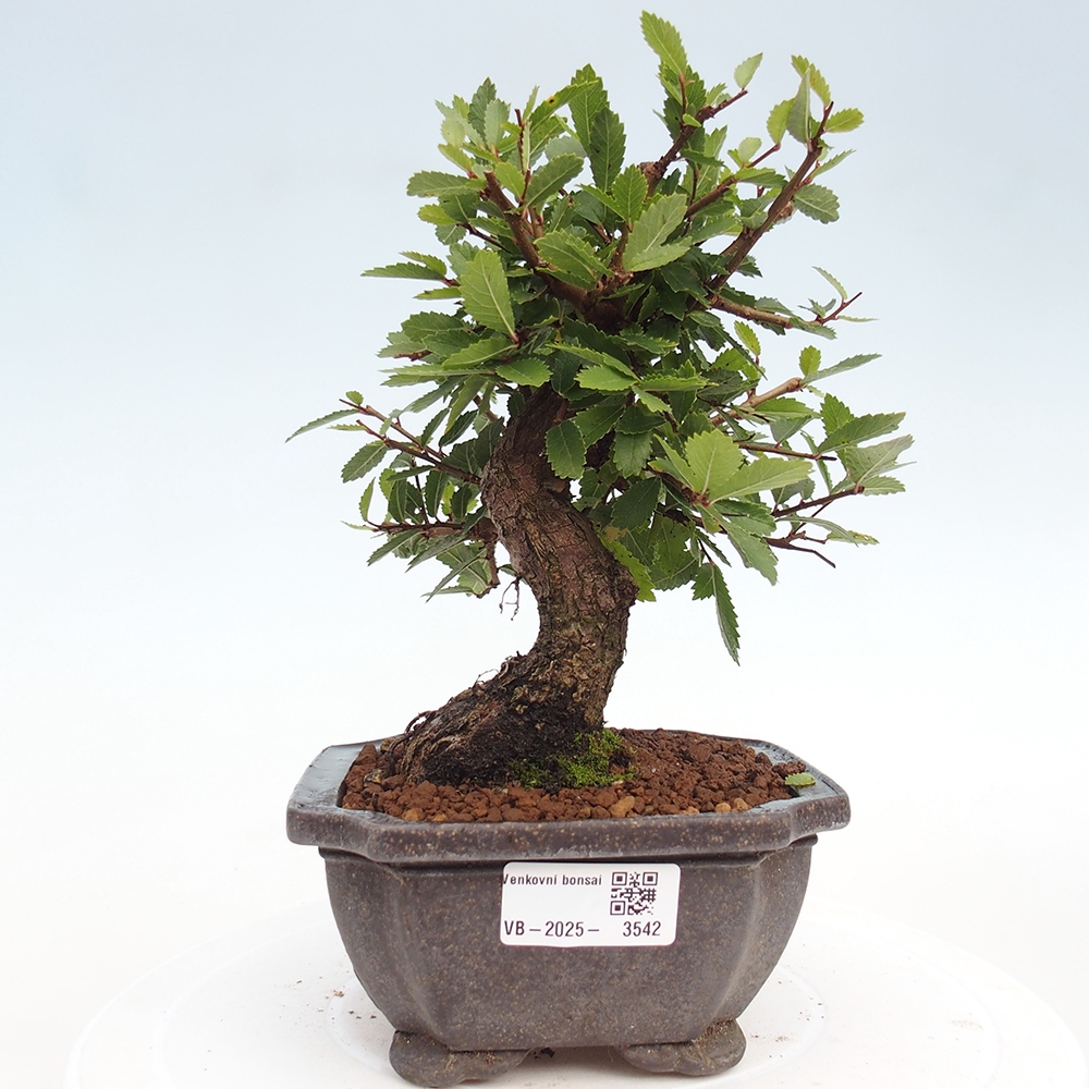 Kültéri bonsai - Zelkova - Zelkova NIRE