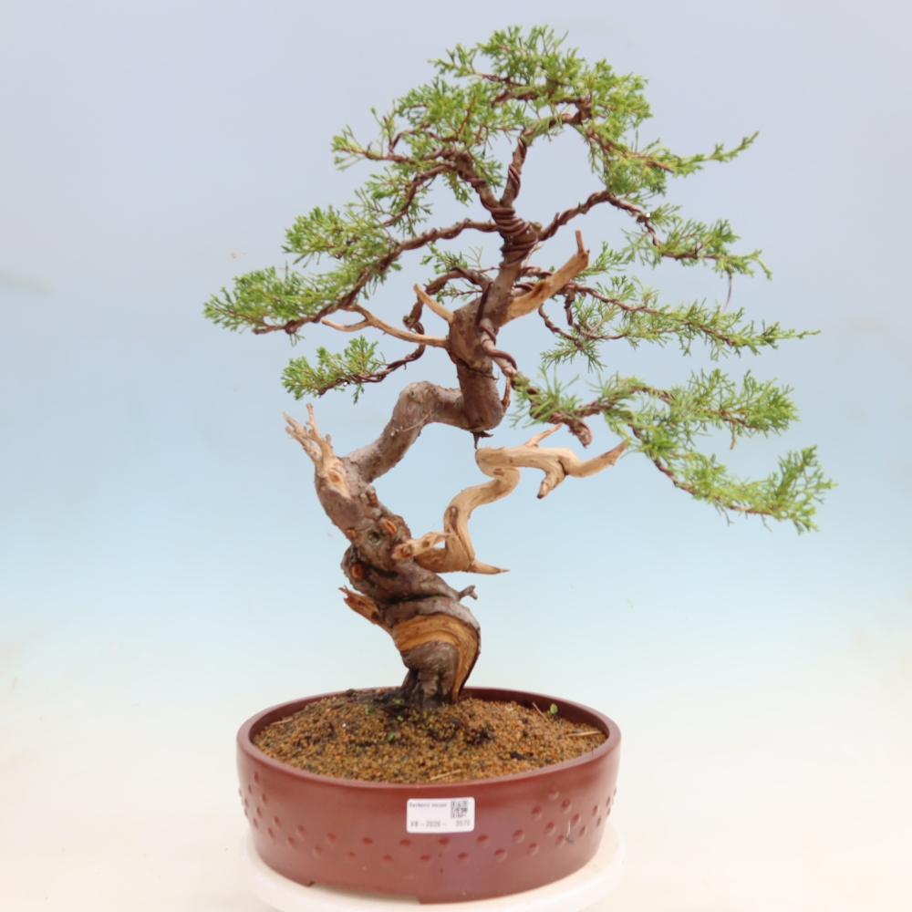 Kültéri bonsai - Juniperus chinensis Itoigawa-Juniperus chinensis
