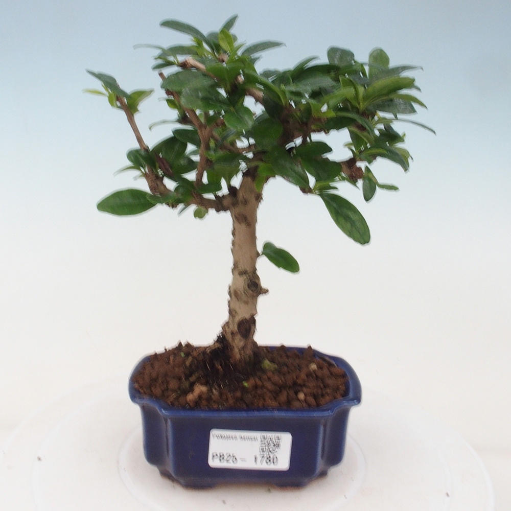 Szobai bonsai - Carmona macrophylla - Tea fuki