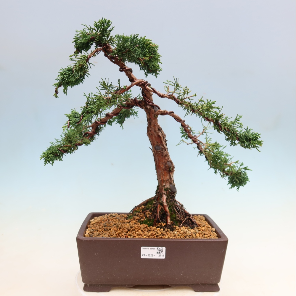 Kültéri bonsai - Juniperus chinensis Kishu