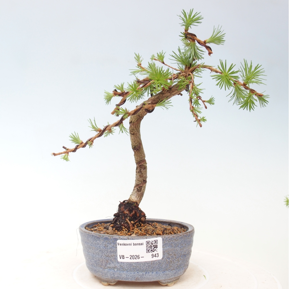 Kültéri bonsai - Larix Kaempferi - Japán vörösfenyő