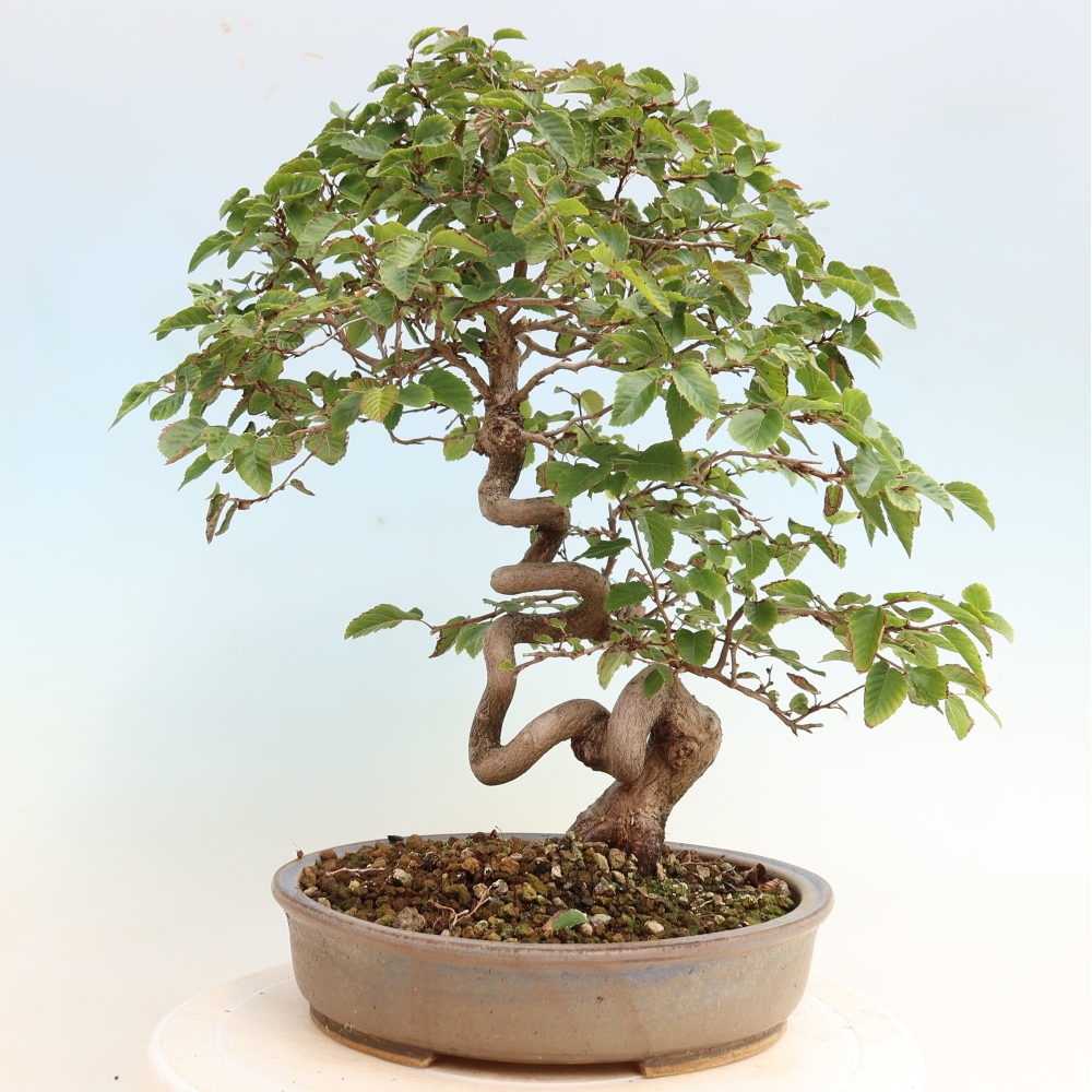 Kültéri bonsai -Carpinus CARPINOIDES - Koreai gyertyánfa