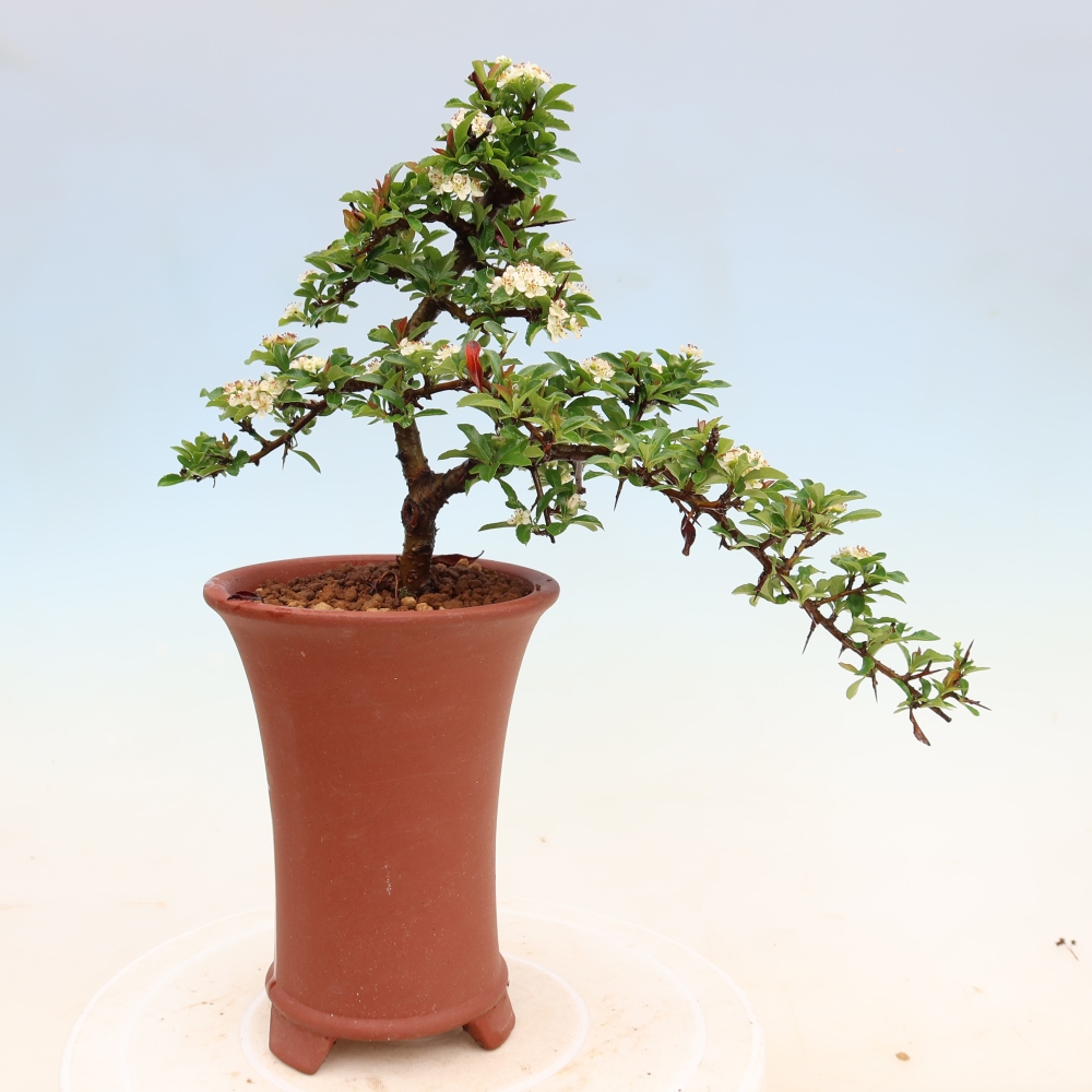Kültéri bonsai – Pyracantha teton – Vörös tűzcserje