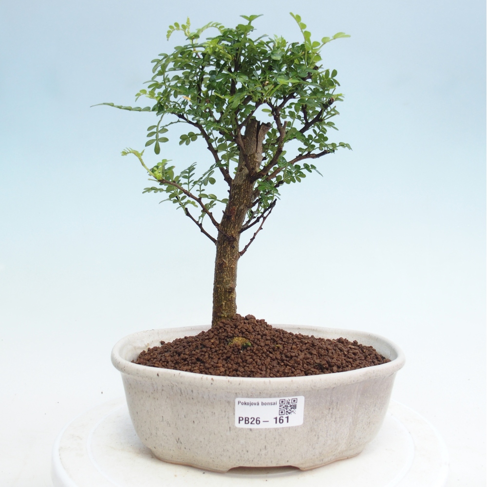 Szobai bonsai - Zantoxylum piperitum - borsfa