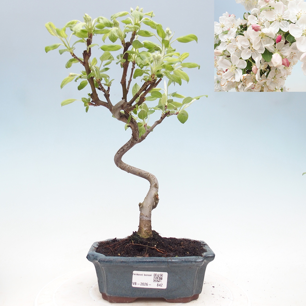 Kültéri bonsai -Malus halliana - Kis gyümölcsű almafa