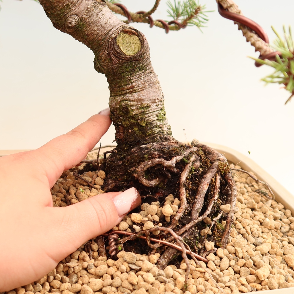Kültéri bonsai – Pinus mugo Humpy – Törpefenyő