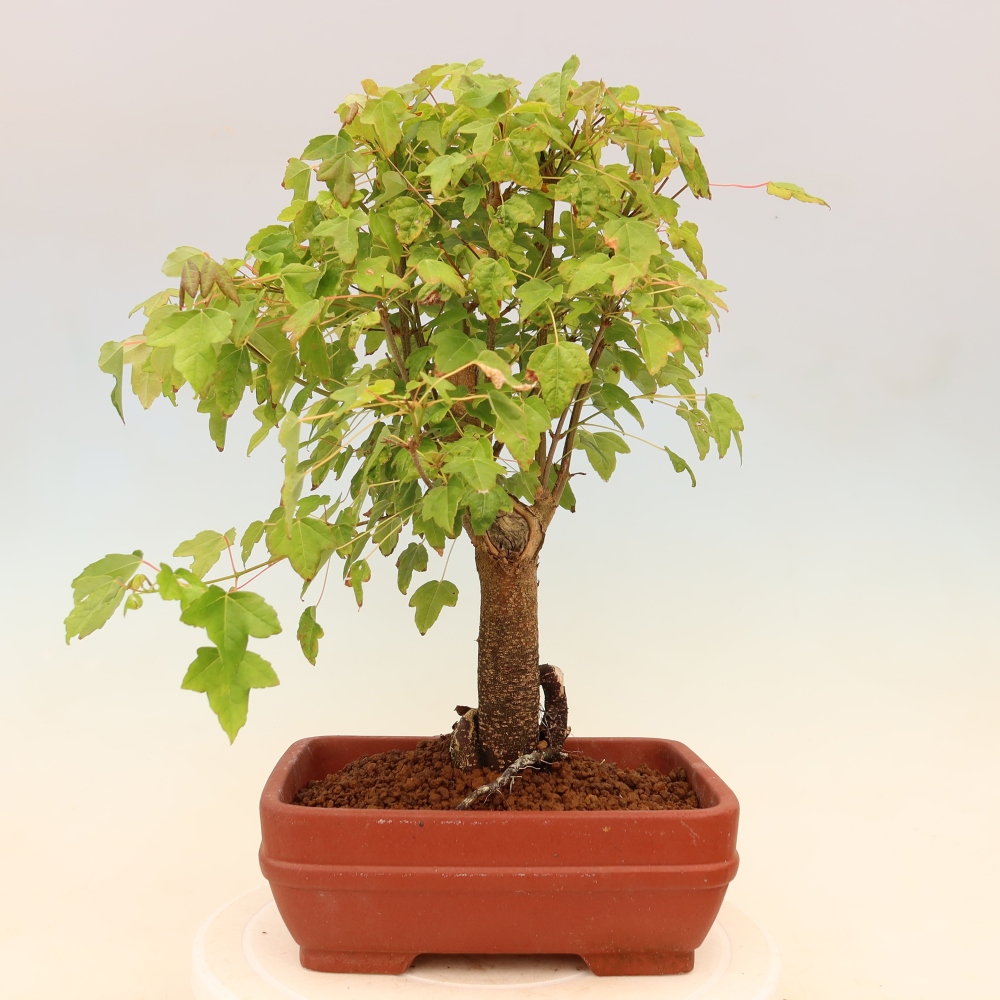 Kültéri bonsai - Juhar Burger - Acer Burgerianum