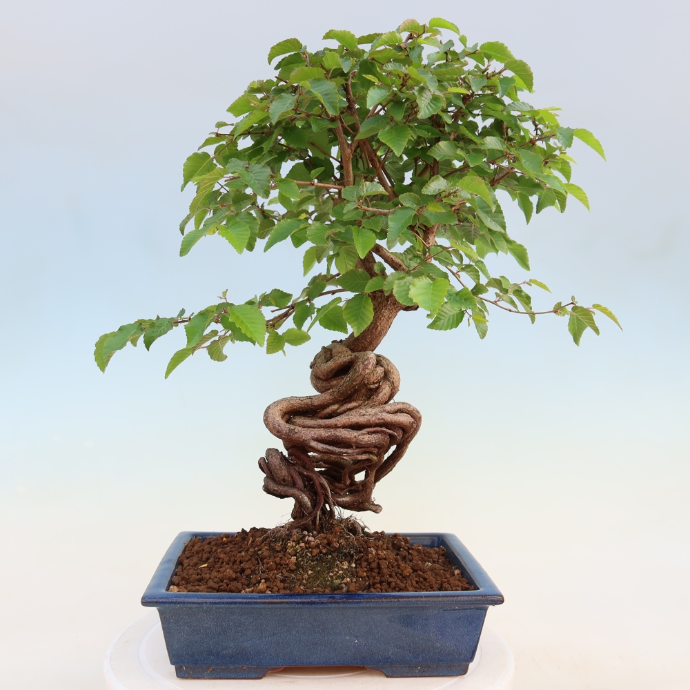 Kültéri bonsai -Carpinus Coreana - Koreai gyertyánfa