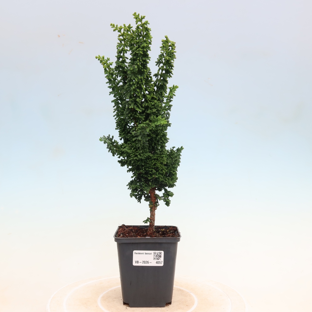 Kültéri bonsai - Cham. obtusa SEKKA HINOKI - Cifra ciprus