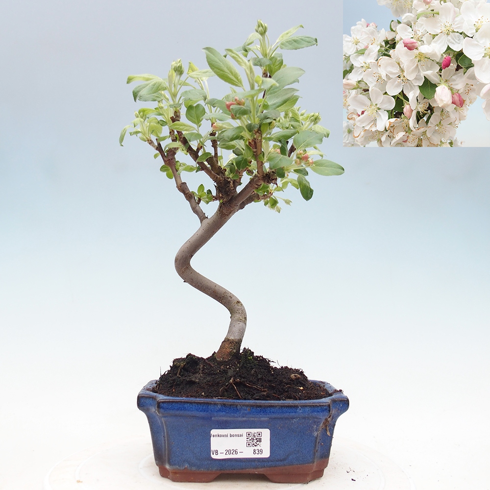 Kültéri bonsai -Malus halliana - Kis gyümölcsű almafa