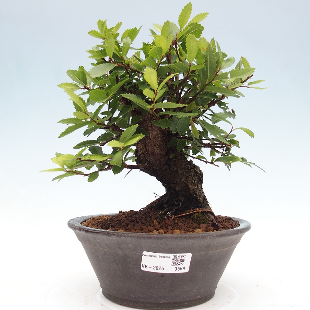 Kültéri bonsai - Zelkova - Zelkova NIRE