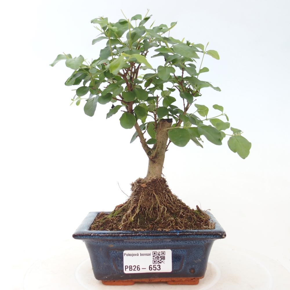 Szobai bonsai -Ligustrum chinensis - Madárcsőr