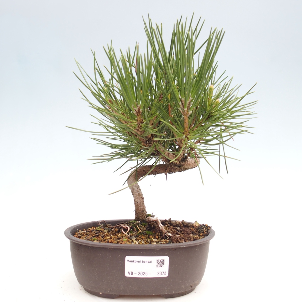 Kültéri bonsai - Pinus thunbergii - Thunberg fenyő