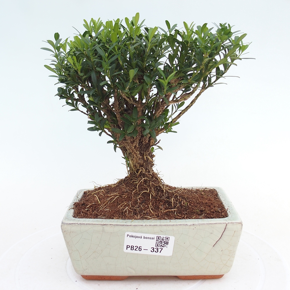 Szobai bonsai - Buxus harlandii - parafa buxus