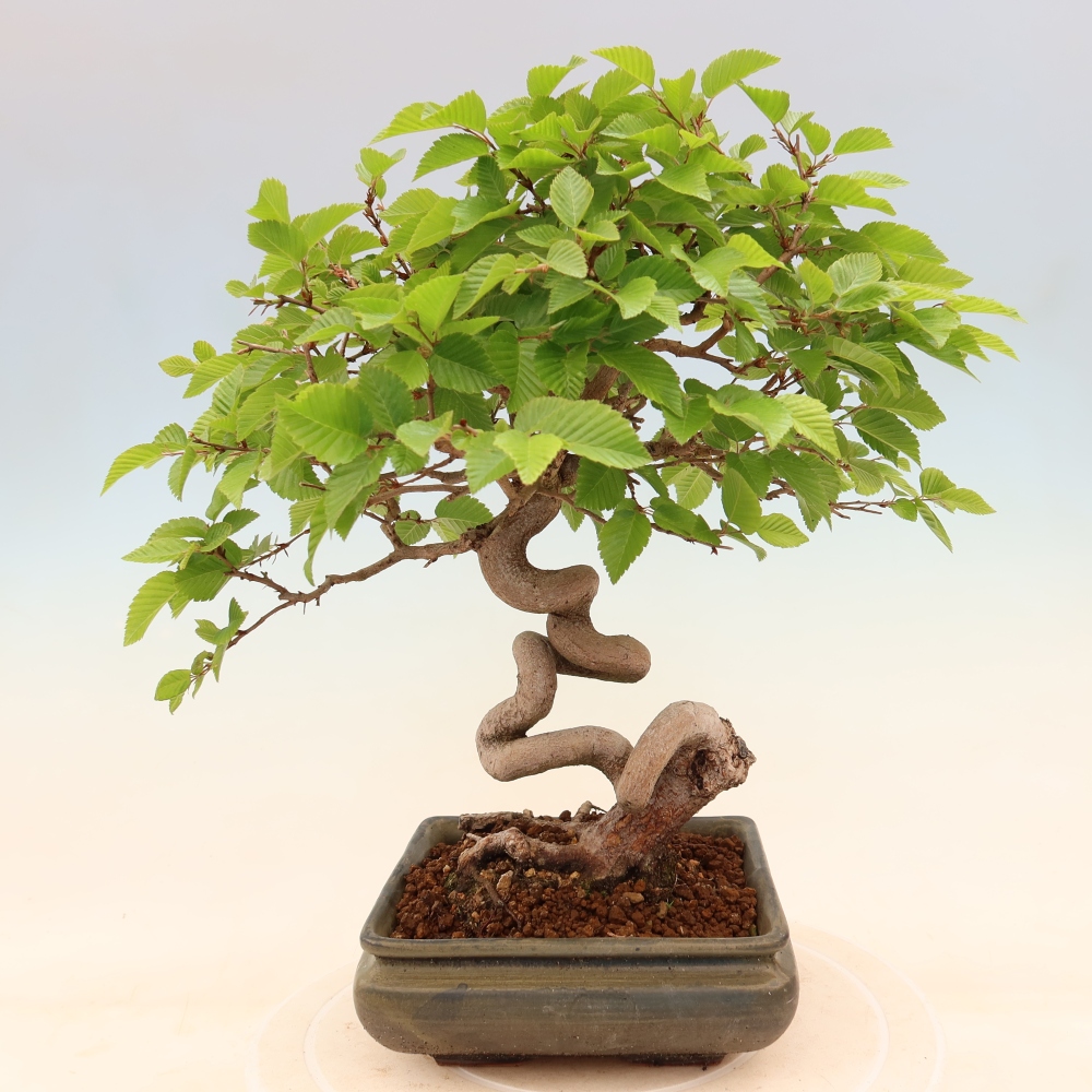 Kültéri bonsai -Carpinus Coreana - Koreai gyertyánfa