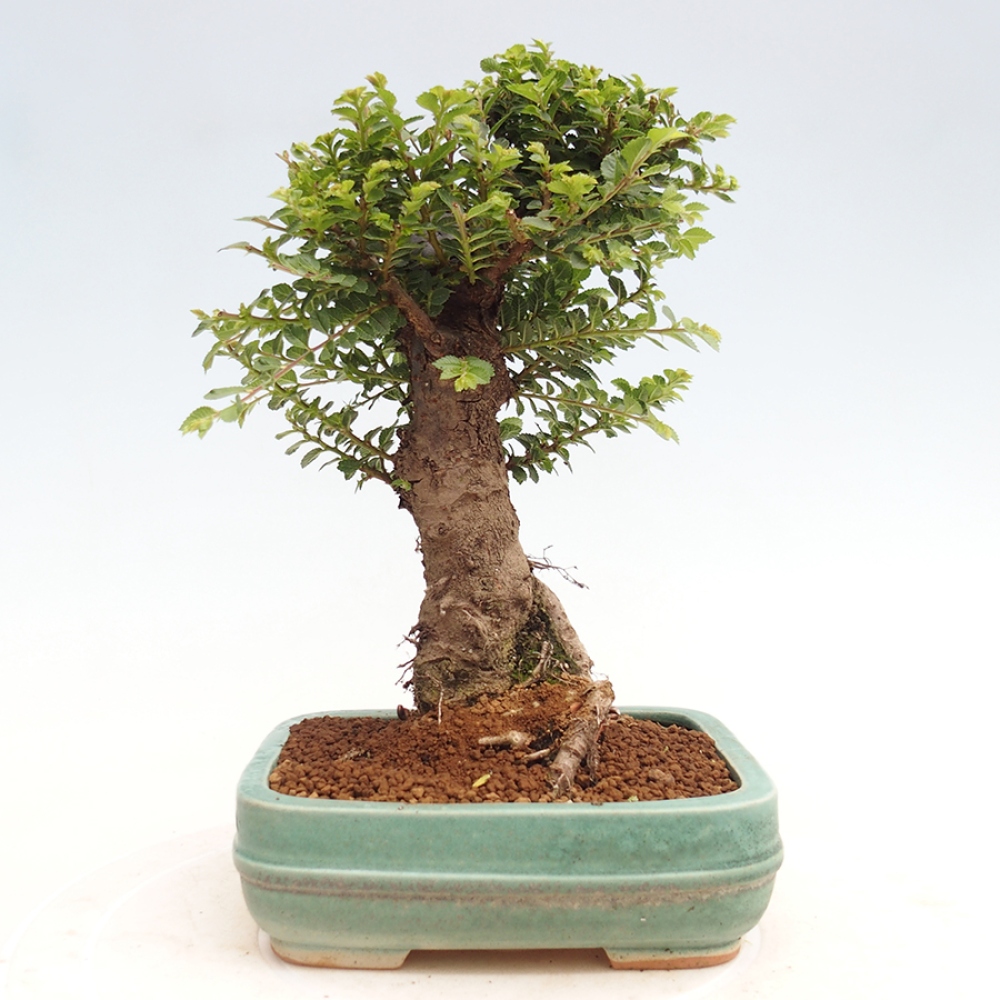 Kültéri bonsai - Ulmus parvifolia Hokkaido - Kínai szil - Ulmus parvifolia Hokkaido