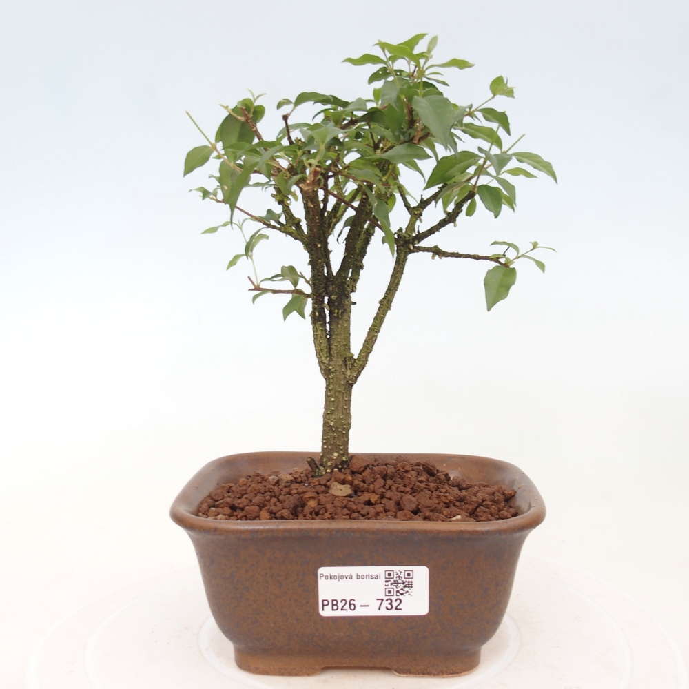 Szobai bonsai - Malpighia coccigera- Barbdor cseresznye