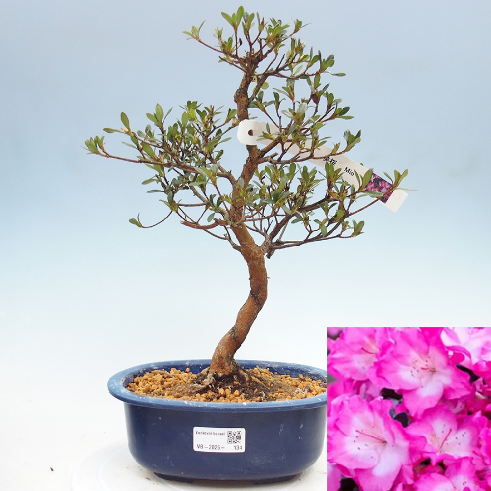 Kültéri bonsai - Japán azálea - Azalea Mio
