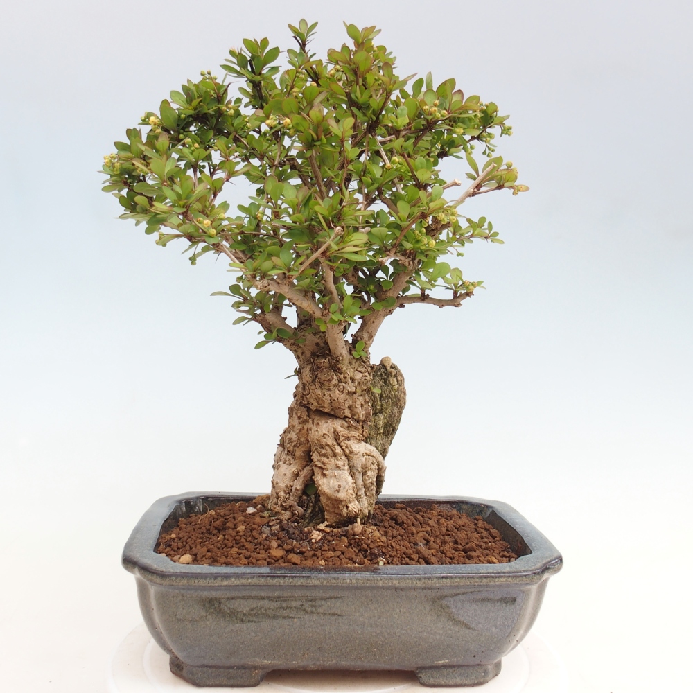 Kültéri bonsai - Berberis coreana