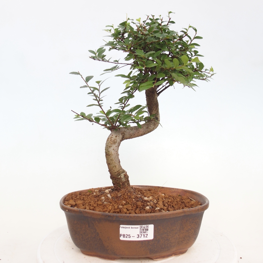 Szobai bonsai - Ulmus parvifolia - Kislevelű szilfa
