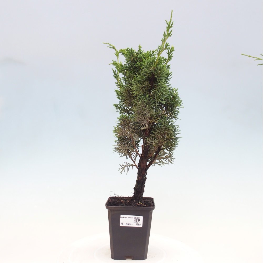 Kültéri bonsai - Juniperus chinensis Kishu