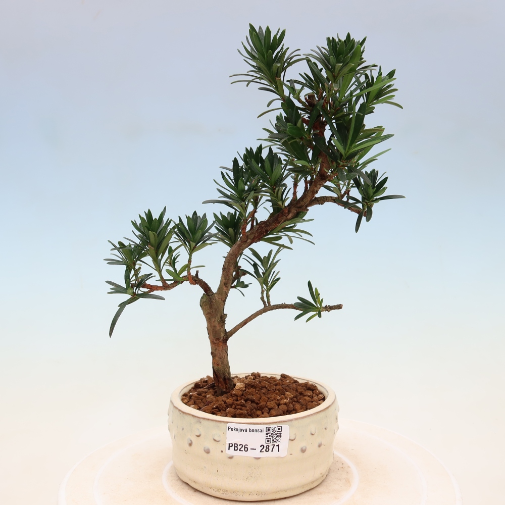 Szobai bonsai - Podocarpus - Kőtiszafa