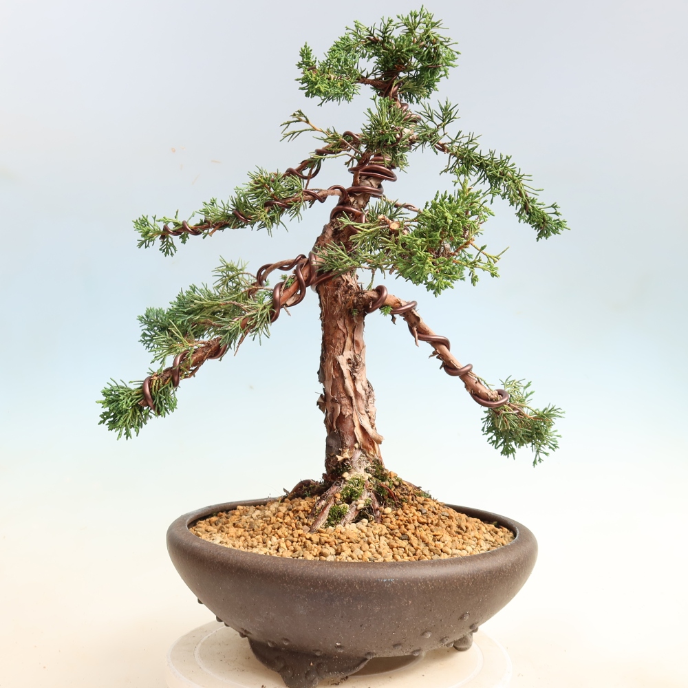 Kültéri bonsai - Juniperus chinensis Kishu
