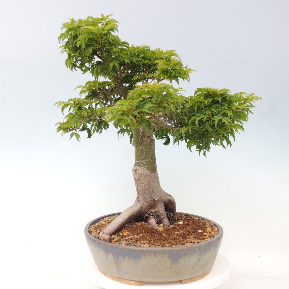 Kültéri bonsai -Javor pálma Acer palmatum Shishigashira