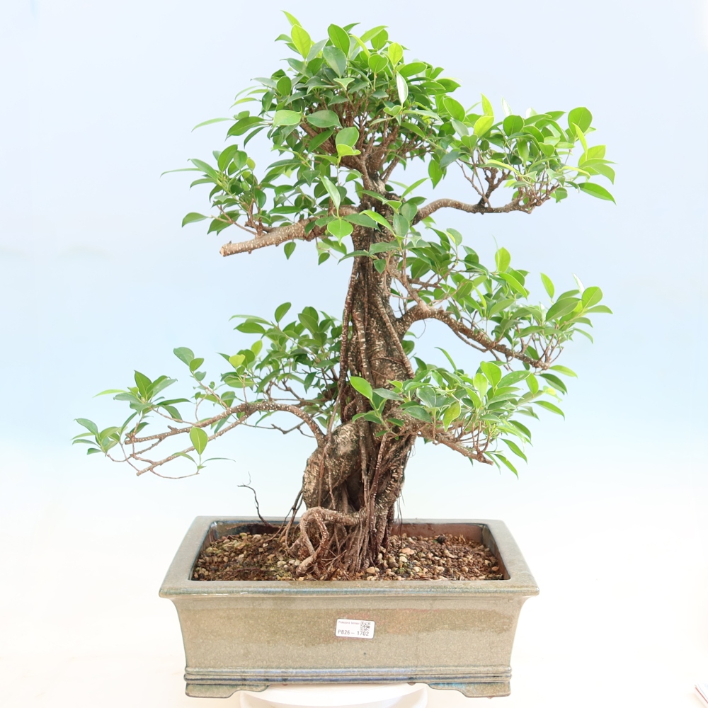 Szobai bonsai - Ficus kimmen - kislevelű fikusz