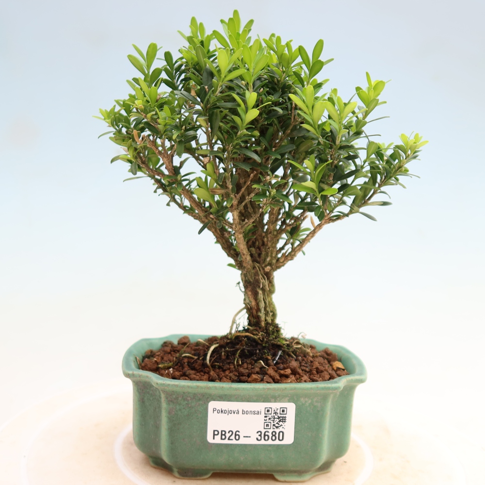 Szobai bonsai - Buxus harlandii - parafa buxus