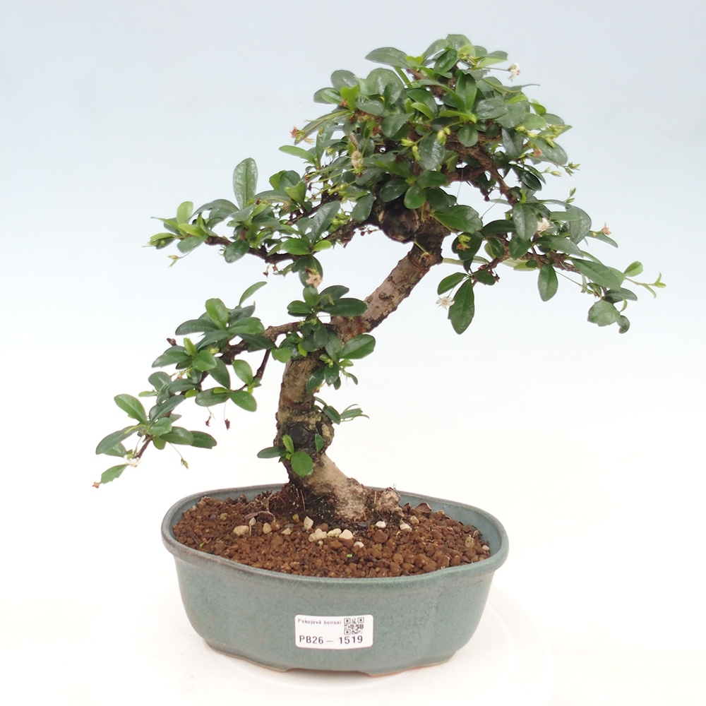 Szobai bonsai - Carmona macrophylla - Tea fuki