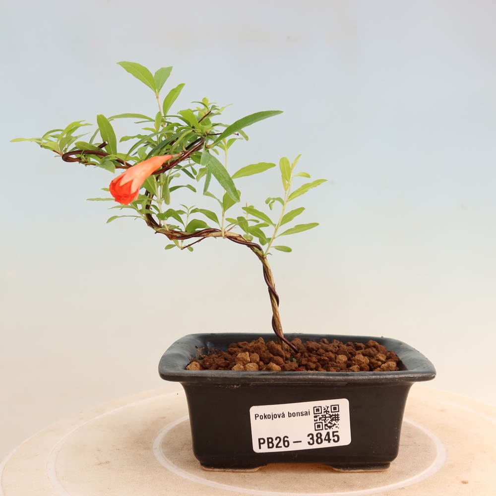 Szobai bonsai-PUNICA granatum nana-gránátalma