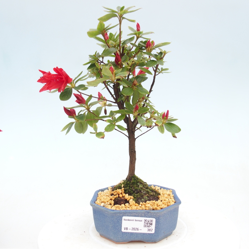 Kültéri bonsai - japán azálea - Azalea sp.
