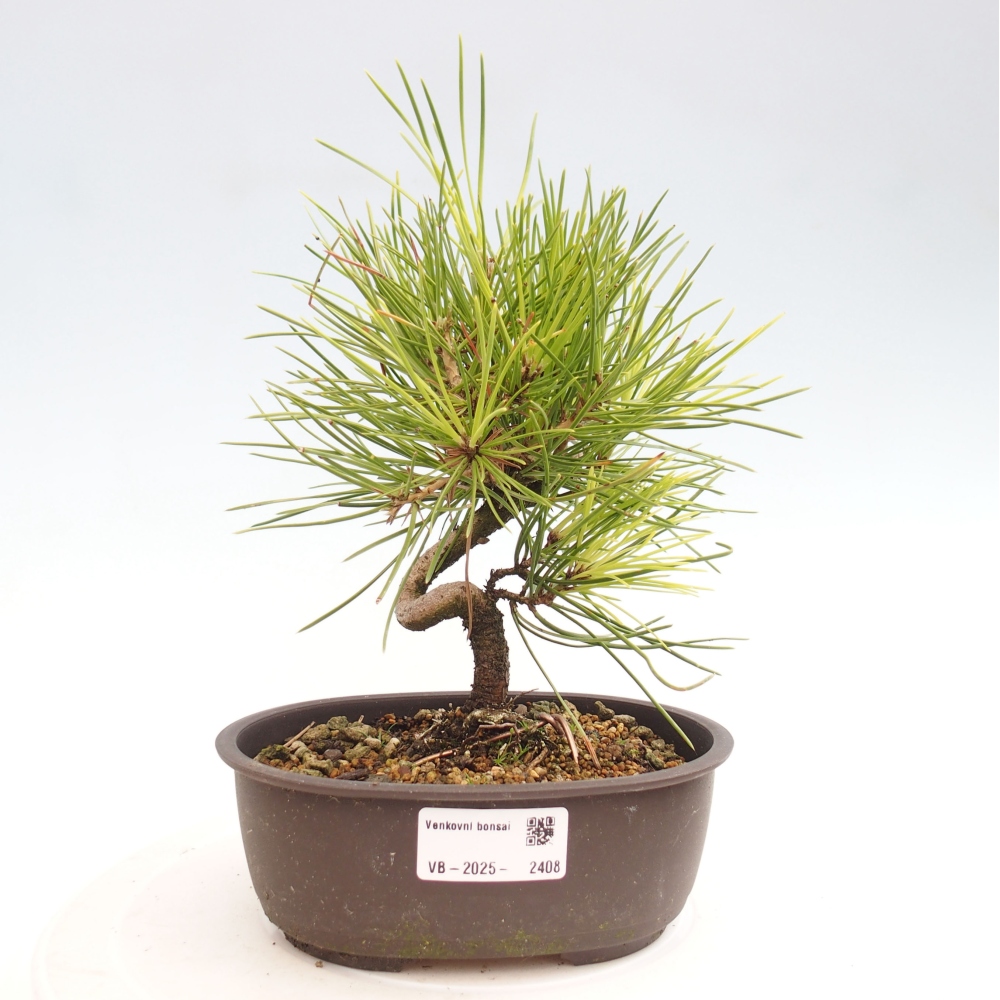 Kültéri bonsai - Pinus thunbergii - Thunberg fenyő