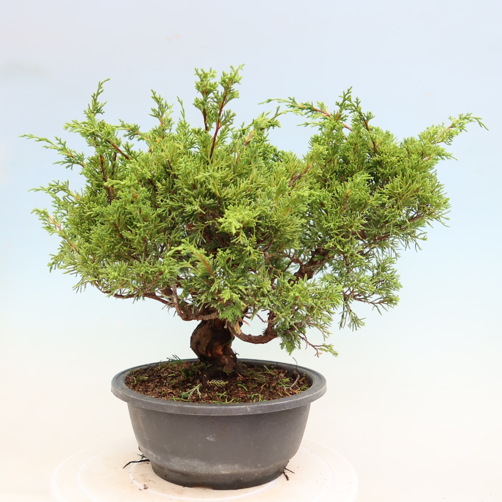 Kültéri bonsai - Juniperus chinensis Itoigawa-Juniperus chinensis